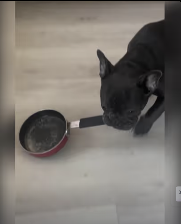 Frenchie As Chef’s Apprentice !